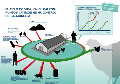 Cuadro 1. Puntos  de control de salmonella 